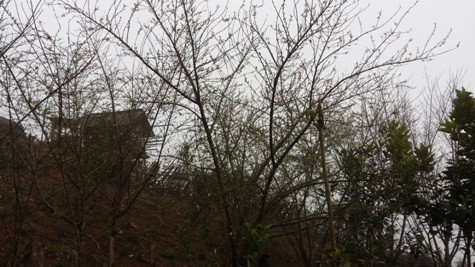 Nằm len xung quanh bản làng đồng bào H'Mông, đào rừng đã thi nhau khoe sắc đón xuân sớm (ảnh Xuân Hòa) Nằm len xung quanh bản làng đồng bào H'Mông, đào rừng đã thi nhau khoe sắc đón xuân sớm (ảnh Xuân Hòa)