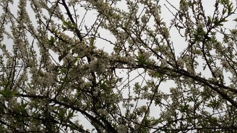 Hoa mơ nở sớm cũng đã đem không khí mùa xuân đến sớm hơn với các bản làng đồng bào H'Mông, tỉnh Nghệ An (ảnh Xuân Hòa) Hoa mơ nở sớm cũng đã đem không khí mùa xuân đến sớm hơn với các bản làng đồng bào H'Mông, tỉnh Nghệ An (ảnh Xuân Hòa)