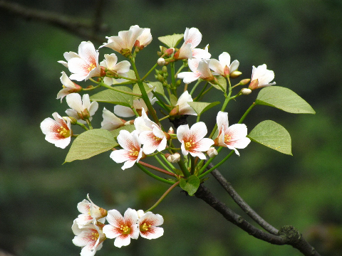 Hoa Trẩu trên đèo Gió - Cao Bằng.