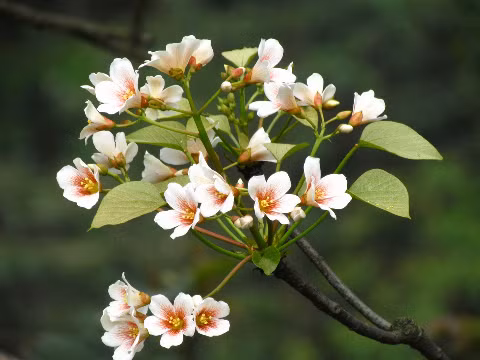 Hoa Trẩu trên đèo Gió - Cao Bằng.