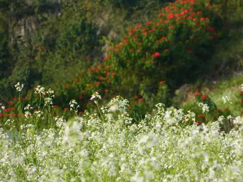 Mùa hoa Mộc Châu.