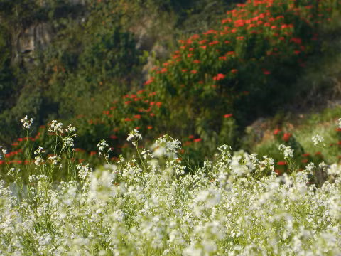 Mùa hoa Mộc Châu.