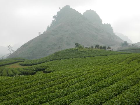 Đồi chè Tân Lập - Mộc Châu.