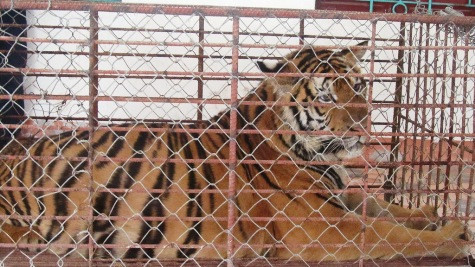 Cá thể hổ nặng gần 170kg vừa bị Công an huyện Yên Thành bắt vào sáng ngày 1/1