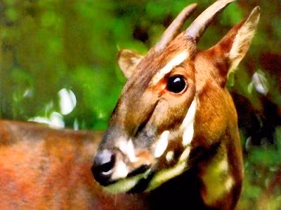 Sao la được phát hiện lần đầu tiên trên thế giới tại Việt Nam vào tháng 5 năm 1992 trong một chuyến khảo sát được Bộ Lâm nghiệp Việt Nam và Quỹ Quốc tế Bảo vệ Thiên nhiên (WWF) tiến hành trong Vườn quốc gia Vũ Quang. Sau đó, các nhà khoa học đã tiếp tục tìm kiếm và phát hiện thêm 20 con sao la nữa cũng trong năm 1992.