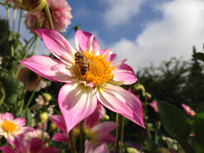 Chất lượng ảnh trong điều kiện thực tế sẽ được kiểm chứng trong các bài đánh giá mà Genk sẽ cập nhật sớm nhất có thể. Chất lượng ảnh trong điều kiện thực tế sẽ được kiểm chứng trong các bài đánh giá mà Genk sẽ cập nhật sớm nhất có thể.