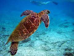 Đồi mồi dứa (Ảnh minh họa)