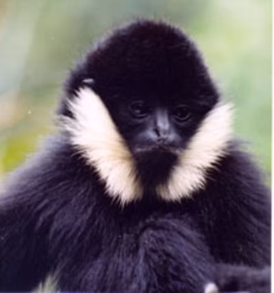 Vượn đen bạc má (Ảnh minh họa)