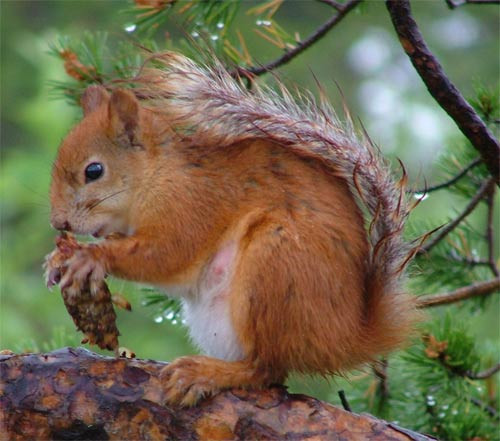 Sóc đỏ (Ảnh minh họa)