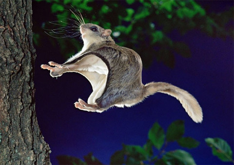 Sóc bay đen trắng (Ảnh minh họa)