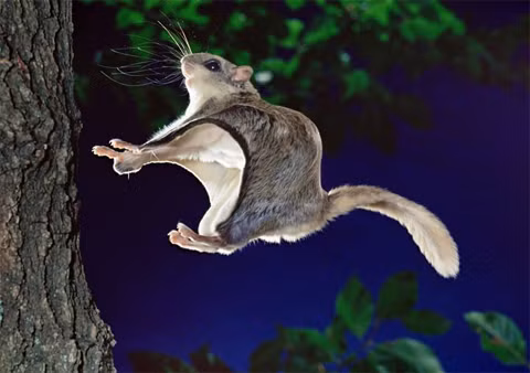 Sóc bay đen trắng (Ảnh minh họa)