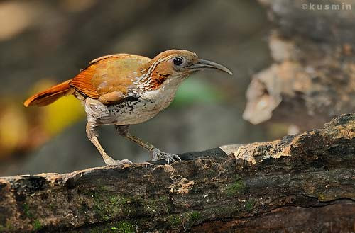 Khướu ngực đốm (Ảnh minh họa)