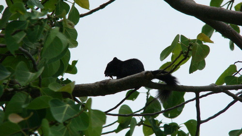 Sóc đen Côn Đảo