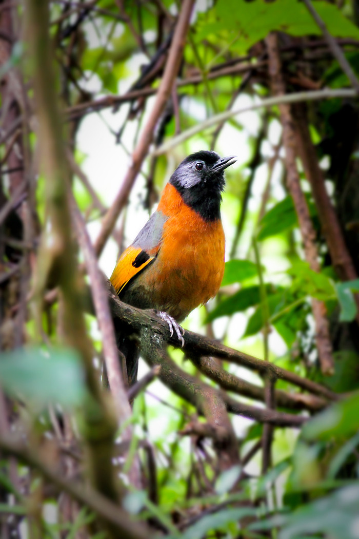 Khướu đầu đen má xám