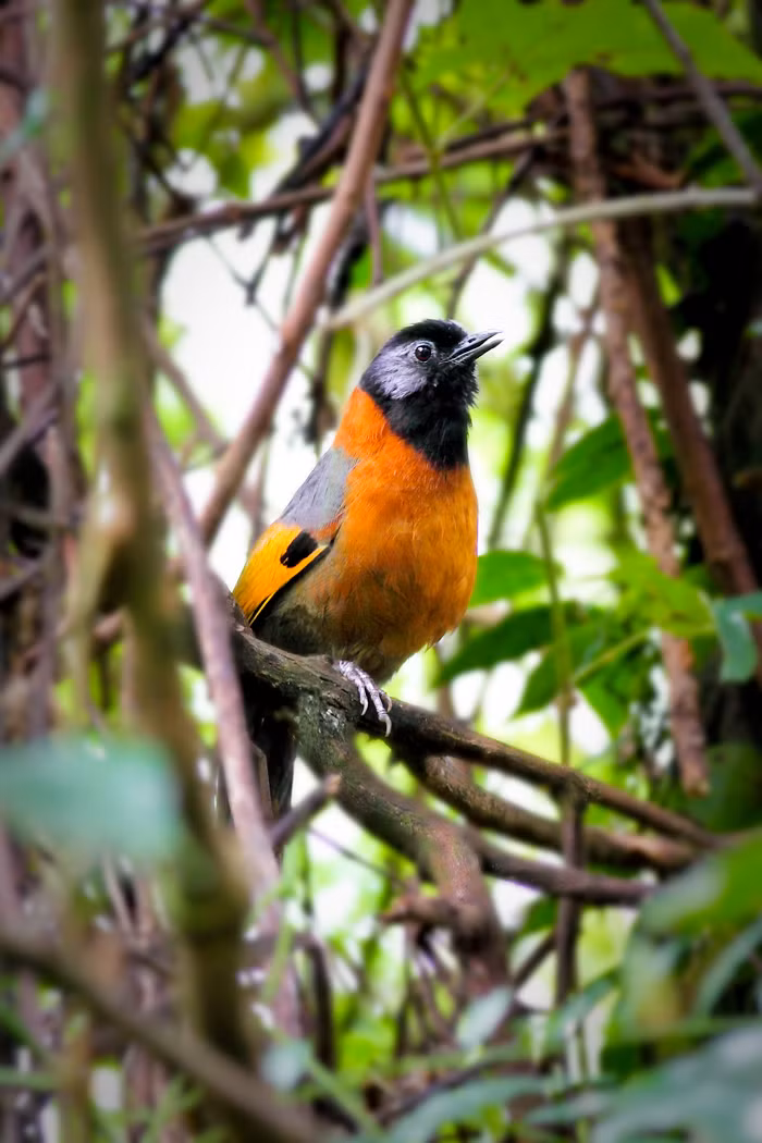 Khướu đầu đen má xám