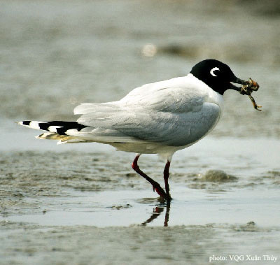 Mòng bể mỏ đen