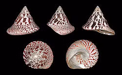 Ốc đụn cái (Ảnh minh họa)