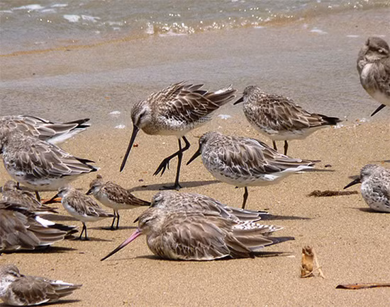Choắt chân màng lớn