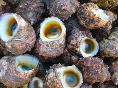 Ốc xà cừ Ốc xà cừ