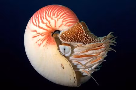 Ốc anh vũ (Ảnh minh họa)