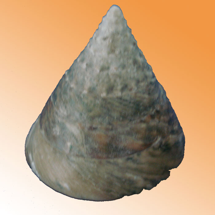 Ốc đụn đực (Ảnh minh họa) Ốc đụn đực (Ảnh minh họa)