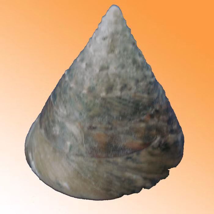 Ốc đụn đực (Ảnh minh họa)