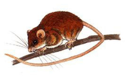 Chuột nhắt cây (Ảnh minh họa) Chuột nhắt cây (Ảnh minh họa)