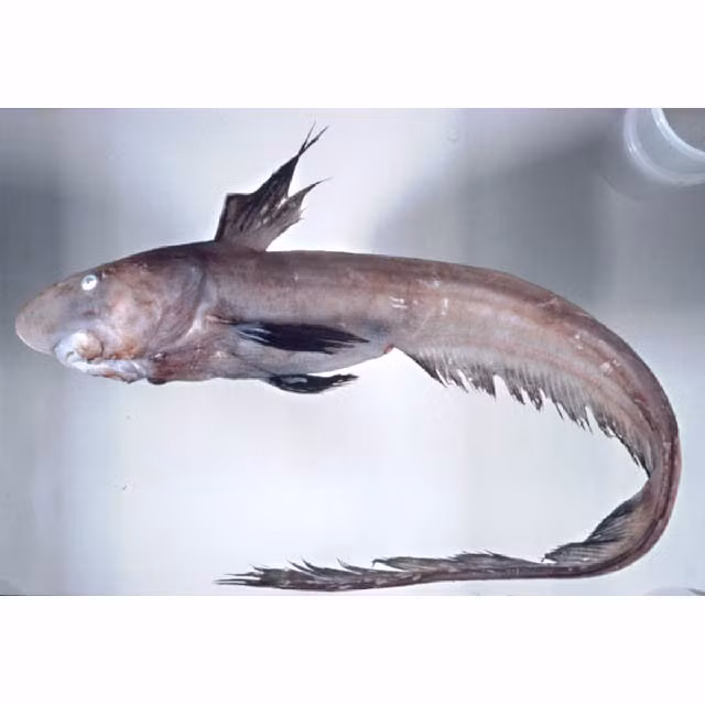 Cá Atêlêôp Nhật Bản (Ảnh minh họa)