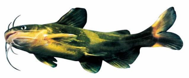 Cá bò râu (Ảnh minh họa) Cá bò râu (Ảnh minh họa)