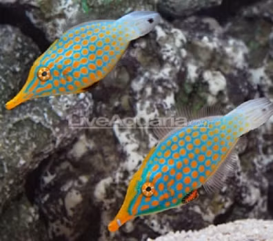 Cá bò xanh hoa đỏ (Ảnh minh họa)