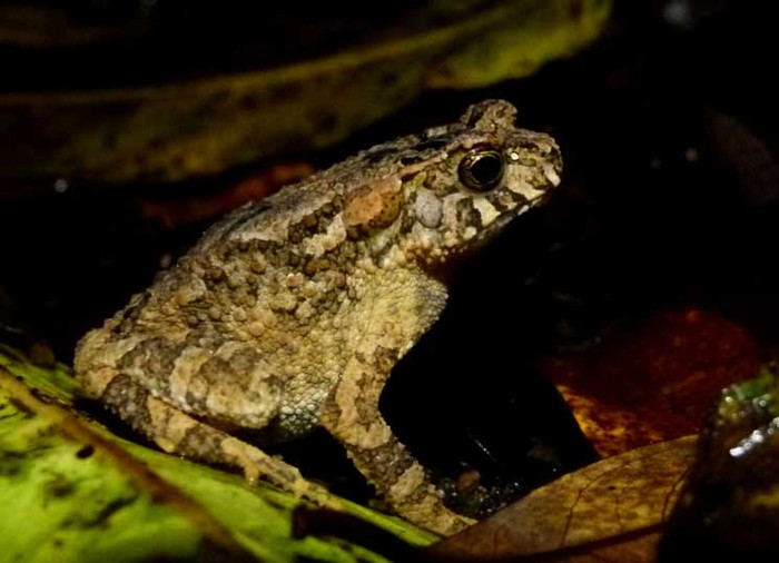 Cóc rừng (Ảnh minh họa)
