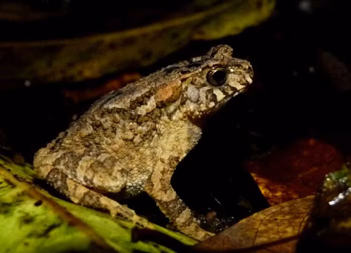 Cóc rừng (Ảnh minh họa)