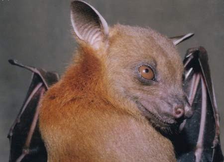 Dơi chó tai ngắn (Ảnh minh họa)