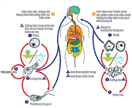 Các chuyên gia đưa ra quy trình amip lây bệnh của Trung tâm Kiểm soát và ngăn chặn dịch bệnh Mỹ (CDC) đã được dịch sang tiếng Việt. Các chuyên gia đưa ra quy trình amip lây bệnh của Trung tâm Kiểm soát và ngăn chặn dịch bệnh Mỹ (CDC) đã được dịch sang tiếng Việt.