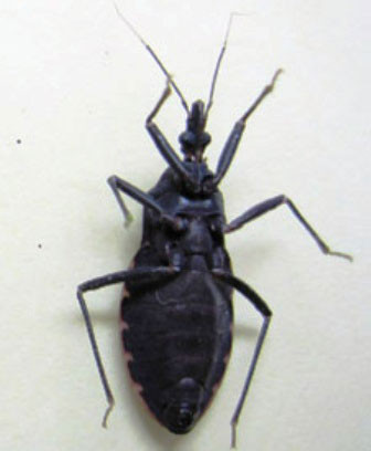 Các nghiên cứu trên thế giới chỉ ra nó truyền bệnh cho người thông qua ký sinh trùng có tên khoa học là Trybannosoma Cruzi, gây ra các bệnh về máu rất nguy hiểm, với các giai đoạn khác nhau. Nếu bị mãn tính, có thể gây bệnh kéo dài từ 10 - 30 năm, gây chết người bởi các bệnh máu như rung tim, tắc huyết áp, đặc biệt là miễn dịch. Sau khi con người mắc bệnh, bệnh sẽ được lây truyền qua đường truyền máu và từ mẹ sang con. Các nghiên cứu trên thế giới chỉ ra nó truyền bệnh cho người thông qua ký sinh trùng có tên khoa học là Trybannosoma Cruzi, gây ra các bệnh về máu rất nguy hiểm, với các giai đoạn khác nhau. Nếu bị mãn tính, có thể gây bệnh kéo dài từ 10 - 30 năm, gây chết người bởi các bệnh máu như rung tim, tắc huyết áp, đặc biệt là miễn dịch. Sau khi con người mắc bệnh, bệnh sẽ được lây truyền qua đường truyền máu và từ mẹ sang con.