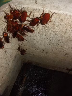 Các chất bài tiết, nôn mửa từ miệng gián, các tuyến trên cơ thể của gián có mùi hôi đặc biệt, rất khó chịu và đọng lại rất lâu trên những vật dụng mà nó đã đi qua. Có lẽ bất cứ ai cũng có thể cảm nhận được cái mùi rất đặc trưng của loài gián sống gần gũi và làm phiền hà cho mình, một số người thường bị dị ứng với gián khi có sự tiếp xúc thường xuyên. Các chất bài tiết, nôn mửa từ miệng gián, các tuyến trên cơ thể của gián có mùi hôi đặc biệt, rất khó chịu và đọng lại rất lâu trên những vật dụng mà nó đã đi qua. Có lẽ bất cứ ai cũng có thể cảm nhận được cái mùi rất đặc trưng của loài gián sống gần gũi và làm phiền hà cho mình, một số người thường bị dị ứng với gián khi có sự tiếp xúc thường xuyên.