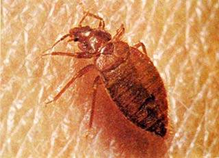 6. Rệp là loài côn trùng đốt máu và gây phiền hà cho con người trong sinh hoạt hàng ngày, Rệp phát triển qua 3 giai đoạn: trứng, thanh trùng và con trưởng thành. Trứng rệp thường được rệp trưởng thành đẻ vào cùng một chỗ ở khe tường, tủ, giường, phản, bàn, ghế...; có khi nó đẻ vào cả giấy, vải... Trứng rệp có thể phát triển tốt ở gỗ, đất... 6. Rệp là loài côn trùng đốt máu và gây phiền hà cho con người trong sinh hoạt hàng ngày, Rệp phát triển qua 3 giai đoạn: trứng, thanh trùng và con trưởng thành. Trứng rệp thường được rệp trưởng thành đẻ vào cùng một chỗ ở khe tường, tủ, giường, phản, bàn, ghế...; có khi nó đẻ vào cả giấy, vải... Trứng rệp có thể phát triển tốt ở gỗ, đất...