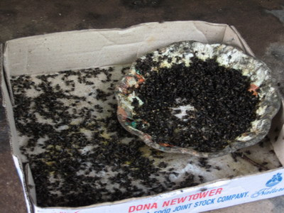 Ruồi hoạt động chủ yếu vào ban ngày khi chúng ăn và giao phối, về đêm bình thường ruồi đậu yên. Ban ngày, khi không tìm thức ăn, ruồi thường trú đậu ở sàn nhà, tường, trần nhà, cũng như ngòai bờ rào, gần nhà xí, thùng rác, dây phơi quần áo, thảm cây thấp … Ruồi hoạt động chủ yếu vào ban ngày khi chúng ăn và giao phối, về đêm bình thường ruồi đậu yên. Ban ngày, khi không tìm thức ăn, ruồi thường trú đậu ở sàn nhà, tường, trần nhà, cũng như ngòai bờ rào, gần nhà xí, thùng rác, dây phơi quần áo, thảm cây thấp …