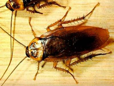 1. Gián là loài côn trùng có đôi cánh ôm kín lưng, kích thước khác nhau tùy theo loài, có thể dài từ 2 - 3mm đến 80mm, thân có màu nâu sáng hoặc đen và chúng ít khi bay. Các loại gián nhà thường gặp là gián Mỹ (Periplaneta americana), gián Úc (Periplaneta australasiae), gián Đông Phương (Blatta orientalis), gián có băng vàng, nâu (Supella longipalpa), gián Đức (Blattella germanica). 1. Gián là loài côn trùng có đôi cánh ôm kín lưng, kích thước khác nhau tùy theo loài, có thể dài từ 2 - 3mm đến 80mm, thân có màu nâu sáng hoặc đen và chúng ít khi bay. Các loại gián nhà thường gặp là gián Mỹ (Periplaneta americana), gián Úc (Periplaneta australasiae), gián Đông Phương (Blatta orientalis), gián có băng vàng, nâu (Supella longipalpa), gián Đức (Blattella germanica).