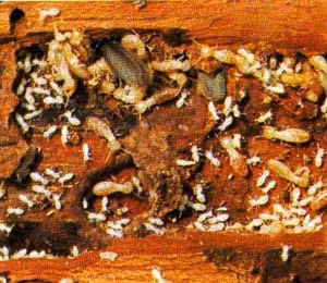 2. Mối là một nhóm côn trùng, có họ hàng gần với gián. Mối là côn trùng hoạt động ẩn náu, theo đàn. Trên thế giới có hơn 2700 loài mối, thường thấy nhất là mối nhà, mối đất cánh đen. Cuối tháng 5, đầu tháng 6 là mùa sinh sản chính của mối. 2. Mối là một nhóm côn trùng, có họ hàng gần với gián. Mối là côn trùng hoạt động ẩn náu, theo đàn. Trên thế giới có hơn 2700 loài mối, thường thấy nhất là mối nhà, mối đất cánh đen. Cuối tháng 5, đầu tháng 6 là mùa sinh sản chính của mối.