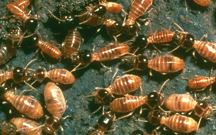 Mối thích ăn chất cellulose, của gỗ. Mối thợ có giác quan hai bên miệng kiểu nhai đặc biệt, vòm họng rất chắc. Chất cellulose của gỗ khó tiêu hoá nhưng đường ruột mối có một loài siêu trùng roi tiết ra dung môi có thể phân giải cellulose thành đường cung cấp cho mối. Mối là côn trùng có hại. Nó phá hoại nhà cửa, đê điều, hồ chứa nước, thuyền bè, cầu cống.. .thậm chí mối còn tấn công con người khi phá tổ của chúng. Mối thích ăn chất cellulose, của gỗ. Mối thợ có giác quan hai bên miệng kiểu nhai đặc biệt, vòm họng rất chắc. Chất cellulose của gỗ khó tiêu hoá nhưng đường ruột mối có một loài siêu trùng roi tiết ra dung môi có thể phân giải cellulose thành đường cung cấp cho mối. Mối là côn trùng có hại. Nó phá hoại nhà cửa, đê điều, hồ chứa nước, thuyền bè, cầu cống.. .thậm chí mối còn tấn công con người khi phá tổ của chúng.