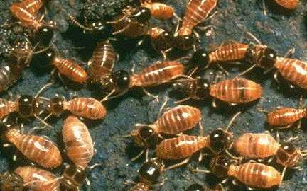 Mối thích ăn chất cellulose, của gỗ. Mối thợ có giác quan hai bên miệng kiểu nhai đặc biệt, vòm họng rất chắc. Chất cellulose của gỗ khó tiêu hoá nhưng đường ruột mối có một loài siêu trùng roi tiết ra dung môi có thể phân giải cellulose thành đường cung cấp cho mối. Mối là côn trùng có hại. Nó phá hoại nhà cửa, đê điều, hồ chứa nước, thuyền bè, cầu cống.. .thậm chí mối còn tấn công con người khi phá tổ của chúng. Mối thích ăn chất cellulose, của gỗ. Mối thợ có giác quan hai bên miệng kiểu nhai đặc biệt, vòm họng rất chắc. Chất cellulose của gỗ khó tiêu hoá nhưng đường ruột mối có một loài siêu trùng roi tiết ra dung môi có thể phân giải cellulose thành đường cung cấp cho mối. Mối là côn trùng có hại. Nó phá hoại nhà cửa, đê điều, hồ chứa nước, thuyền bè, cầu cống.. .thậm chí mối còn tấn công con người khi phá tổ của chúng.