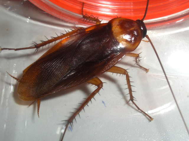 Gián sinh trưởng qua 3 giai đoạn: trứng, thiếu trùng và con trưởng thành. Tùy theo điều kiện nhiệt độ và độ ẩm thích hợp, trứng gián có thể nở thành thiếu trùng sau từ 1 đến 3 tháng. Gián nhà thường sống chung với người và gây hại cho con người ở trong nhà tại những vùng có khí hậu nhiệt đới, ôn đới, ấm áp, ẩm thấp, có thức ăn thích hợp. Gián sinh trưởng qua 3 giai đoạn: trứng, thiếu trùng và con trưởng thành. Tùy theo điều kiện nhiệt độ và độ ẩm thích hợp, trứng gián có thể nở thành thiếu trùng sau từ 1 đến 3 tháng. Gián nhà thường sống chung với người và gây hại cho con người ở trong nhà tại những vùng có khí hậu nhiệt đới, ôn đới, ấm áp, ẩm thấp, có thức ăn thích hợp.