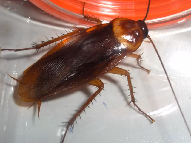 Gián sinh trưởng qua 3 giai đoạn: trứng, thiếu trùng và con trưởng thành. Tùy theo điều kiện nhiệt độ và độ ẩm thích hợp, trứng gián có thể nở thành thiếu trùng sau từ 1 đến 3 tháng. Gián nhà thường sống chung với người và gây hại cho con người ở trong nhà tại những vùng có khí hậu nhiệt đới, ôn đới, ấm áp, ẩm thấp, có thức ăn thích hợp. Gián sinh trưởng qua 3 giai đoạn: trứng, thiếu trùng và con trưởng thành. Tùy theo điều kiện nhiệt độ và độ ẩm thích hợp, trứng gián có thể nở thành thiếu trùng sau từ 1 đến 3 tháng. Gián nhà thường sống chung với người và gây hại cho con người ở trong nhà tại những vùng có khí hậu nhiệt đới, ôn đới, ấm áp, ẩm thấp, có thức ăn thích hợp.