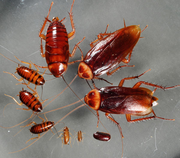 Gián nhà là loại côn trùng có hại cho sinh hoạt hàng ngày và sức khỏe của con người vì chúng có tập tính sống ở những nơi bẩn thỉu, hủy hoại và làm thức ăn bị nhiễm khuẩn, đồng thời có thể gặm nhấm làm hư hỏng một số vật dụng như quần áo, vải vóc, bìa gáy sách vở... Chúng vừa ăn vừa nôn mửa những thức ăn mà chúng đã tiêu hóa một phần và đào thải phân rải rác khắp nơi. Gián nhà là loại côn trùng có hại cho sinh hoạt hàng ngày và sức khỏe của con người vì chúng có tập tính sống ở những nơi bẩn thỉu, hủy hoại và làm thức ăn bị nhiễm khuẩn, đồng thời có thể gặm nhấm làm hư hỏng một số vật dụng như quần áo, vải vóc, bìa gáy sách vở... Chúng vừa ăn vừa nôn mửa những thức ăn mà chúng đã tiêu hóa một phần và đào thải phân rải rác khắp nơi.