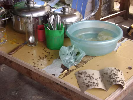 Ruồi nhà có sức sinh sản khá nhanh và mạnh, ruồi cái có thể đẻ đến 150 trứng trong vòng 5-6 ngày. Nên quần thể ruồi nhà có thể bùng phát số lượng trong vòng vài tuần. Ruồi nhà ăn thực phẩm của người và chất thải vì thế chúng có thể mang và phát tán nhiều loại mầm bệnh khác nhau như tiêu chảy, bệnh nhiễm trùng da và mắt. Ruồi nhà có sức sinh sản khá nhanh và mạnh, ruồi cái có thể đẻ đến 150 trứng trong vòng 5-6 ngày. Nên quần thể ruồi nhà có thể bùng phát số lượng trong vòng vài tuần. Ruồi nhà ăn thực phẩm của người và chất thải vì thế chúng có thể mang và phát tán nhiều loại mầm bệnh khác nhau như tiêu chảy, bệnh nhiễm trùng da và mắt.