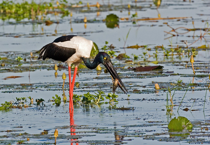 Cò Á châu (Xenorhynchus asiaticus) Cò Á châu (Xenorhynchus asiaticus)