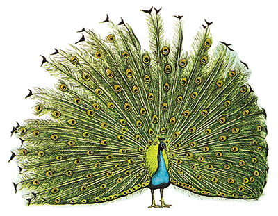 Công - Pavo muticus imperator Delacour, 1949 Công - Pavo muticus imperator Delacour, 1949