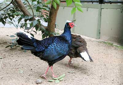 Gà lôi lam mào trắng (Lophura edwardsi) Gà lôi lam mào trắng (Lophura edwardsi)