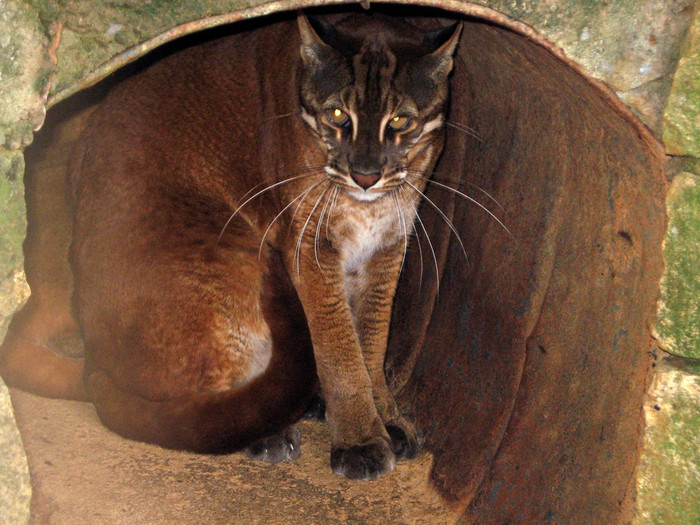 Báo lửa (Catopuma temmincki) Báo lửa (Catopuma temmincki)
